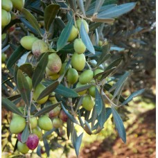 Criolla Medium Intensity Early Harvest Extra Virgin Olive Oil - Peru - 2022